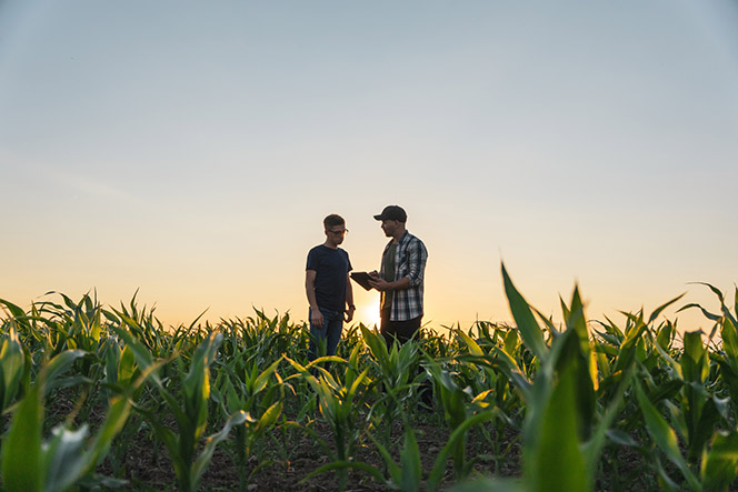 Male Farmer And Agronomist Using Digital Tablet In Corn Field